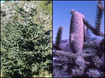 "Pinsapo" y "piña femenina"